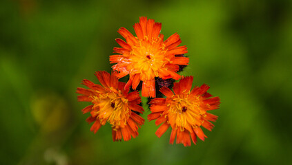 beautiful summer flower