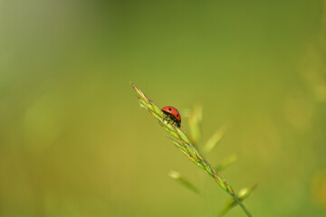 ladybug on a blade of grass with green background