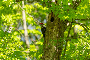 The pileated woodpecker.The bird native to North America