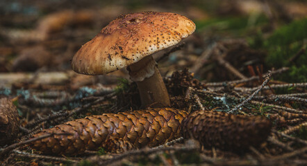 Fototapeta premium toadstool in the summer forrest