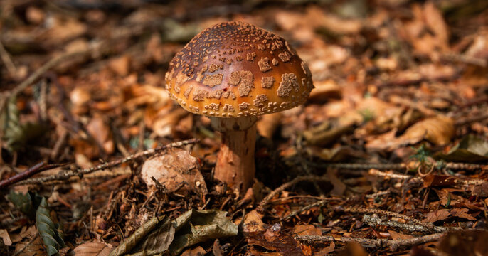 wild mushrooms in the forest