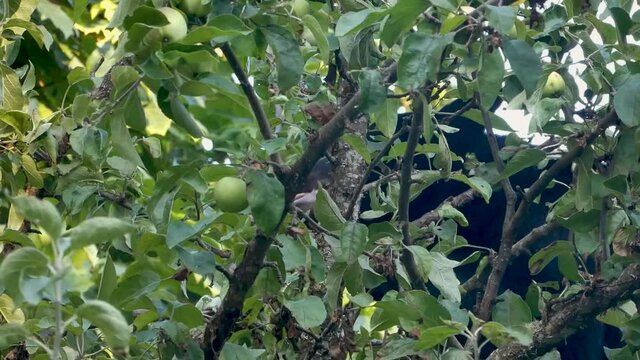 Close up of black bear reaching and eating apples high a top an apple tree on Vancouver Island BC Canada
