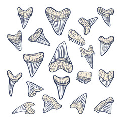 Illustration shark teeth megalodon