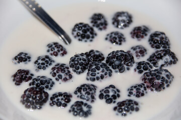 Blackberries n the yogurt in the white bowl, close up