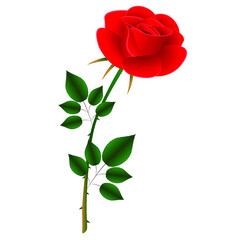 Red rose on white background.