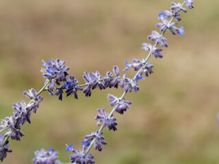 (Perovskia atriplicifolia) Tige duveteuse au petites fleurs bleu lavande de Sauge d'Afghanistan ou sauge russe © Marc