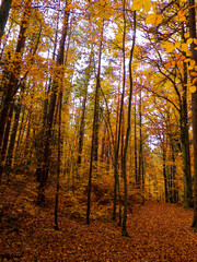 Polish forest in autumn.