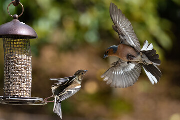 Naklejka premium Chaffinch Male and Female on Bird Feeder
