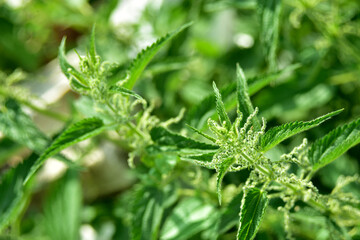Green prickly nettle in a Sunny garden with bokeh