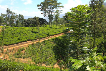 Fototapeta na wymiar Beautiful landscape view of green tea plantation in hills, mountain, with trees in Sri Lanka.