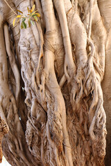 Mediterranean Tree Bark Pattern in Portugal