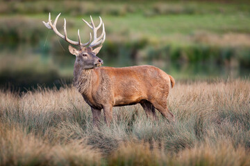Un cerf pendant la période du brame sortant de sa souille