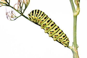 Swallowtail caterpillar on dill plant, isolated on white background. Swallowtail caterpillar (Papilio machaon).