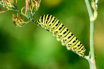 Swallowtail caterpillar (Papilio machaon).
Swallowtail caterpillar on dill plant.
