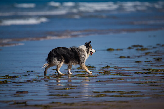 Sheepdog on Beach at Low Tide in Northumberland