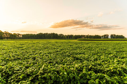 Rural Landscape With Fresh Green Soy Field In Sunset.