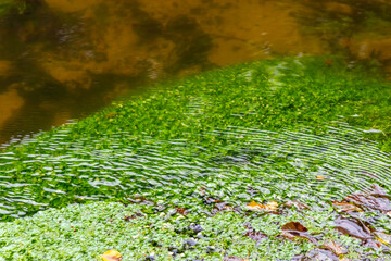 Calm floating creek with crystal clear water and idyllic scenery for a hiking tour along the waterway to relax and enjoy the nature through a green forest and a scenic wilderness with fresh air