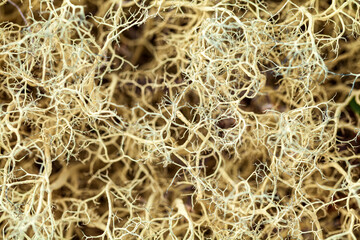 mosses and lichens of tundra, out of focus, blurry, macro