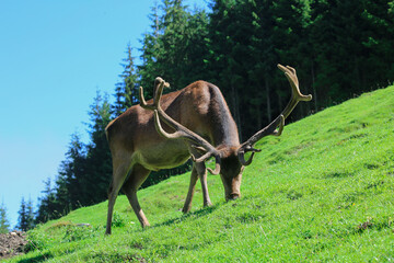 Rothirsch beim äsen in Vorderansicht.