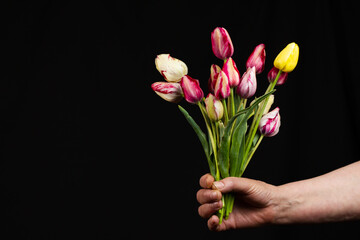 hand holds a large bouquet of delicate multi-colored tulips 