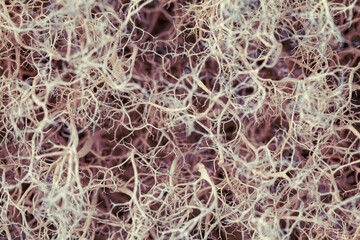 mosses and lichens of tundra, out of focus, blurry, macro