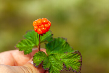 North berry cloudberry The Latin name: Rubus chamaemorus, cloudberry is mid summer berry