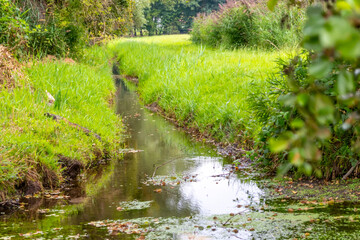 Calm floating creek with crystal clear water and idyllic scenery for a hiking tour along the...