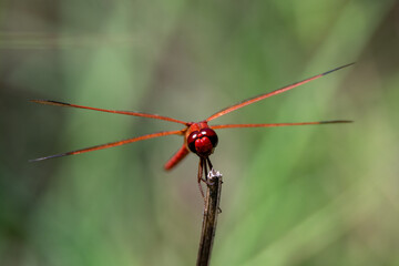 Red dragonfly