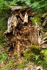 Vermodernder Baumstumpf