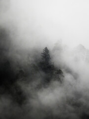El bosque de niebla de las altas montañas mexicanas