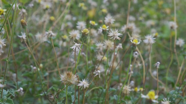 dirty grass flower with wind blowing