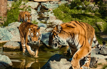 Obrazy na Szkle  Beautiful tigers walking in a water basin with reflections