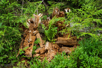 Vermodernder Baumstumpf