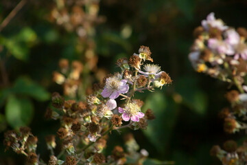 Closeup of the blackberry flower