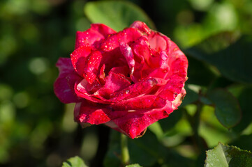 One beautiful red-pink rose flower in dew on a green blurred background of leaves, close-up, top view.