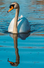 Beautiful swan with reflections at Mamming, Isar, Bavaria, Germany