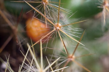 Cactus close-up. Cactus surface texture. Needles and thorns Macro photo.