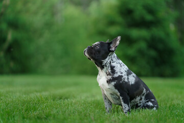 Marble French Bulldog. Rare color of the dog. puppy on the grass. pet outdoors