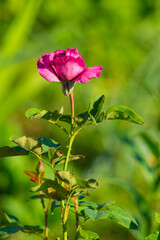 One beautiful purple rose flower on a green background.Landscape.