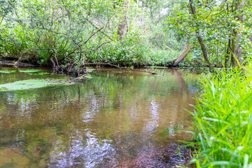 Idyllic creek with curved trees over the river for hiking-tours and canoe trips in a protected landscape on a calm river through a healthy environment and wilderness or forests in summer and fall