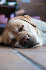 Dog lying on the ground sleeping