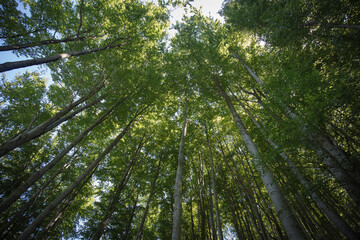 Fototapeta premium forest in the morning