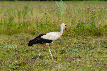 A white bird with black wing tips, a long neck, a long thin red bull, and long reddish legs.A beautiful stork walks on the green grass in a field.Photo.