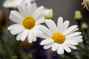 Fototapeta premium two daisies of italian alps