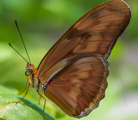 butterfly on leaf