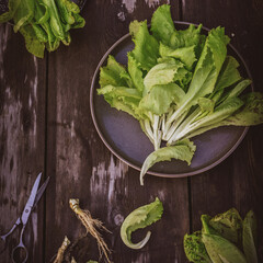 Lettuce leaveson a wooden dark table. Batavia salad. Authentic still life with green salad flat lay. Rustic style Top view