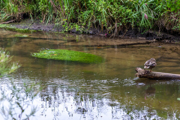 Calm floating creek with crystal clear water and idyllic scenery for a hiking tour along the waterway to relax and enjoy the nature through a green forest and a scenic wilderness with fresh air