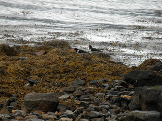 Oystercatchers on the beach