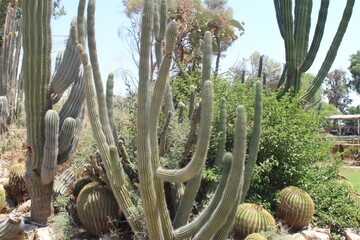 Fototapeta na wymiar Very huge green cactus plants at the entrance to the settlement of Shluhot in Israel