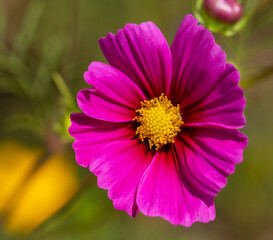 Fototapeta premium pink cosmos flower
